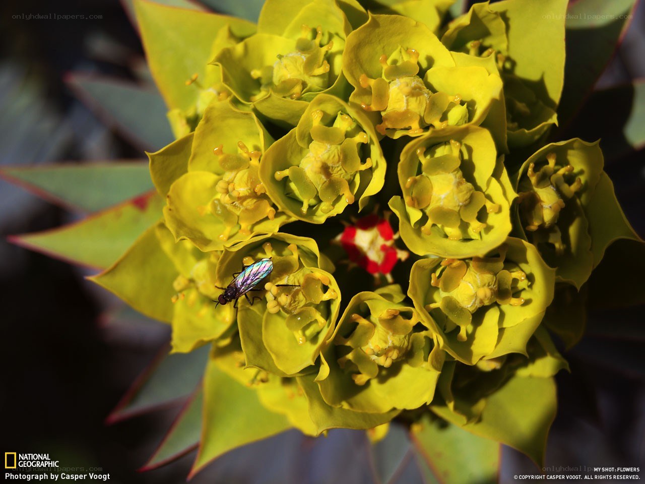 Fly on a yellow flower