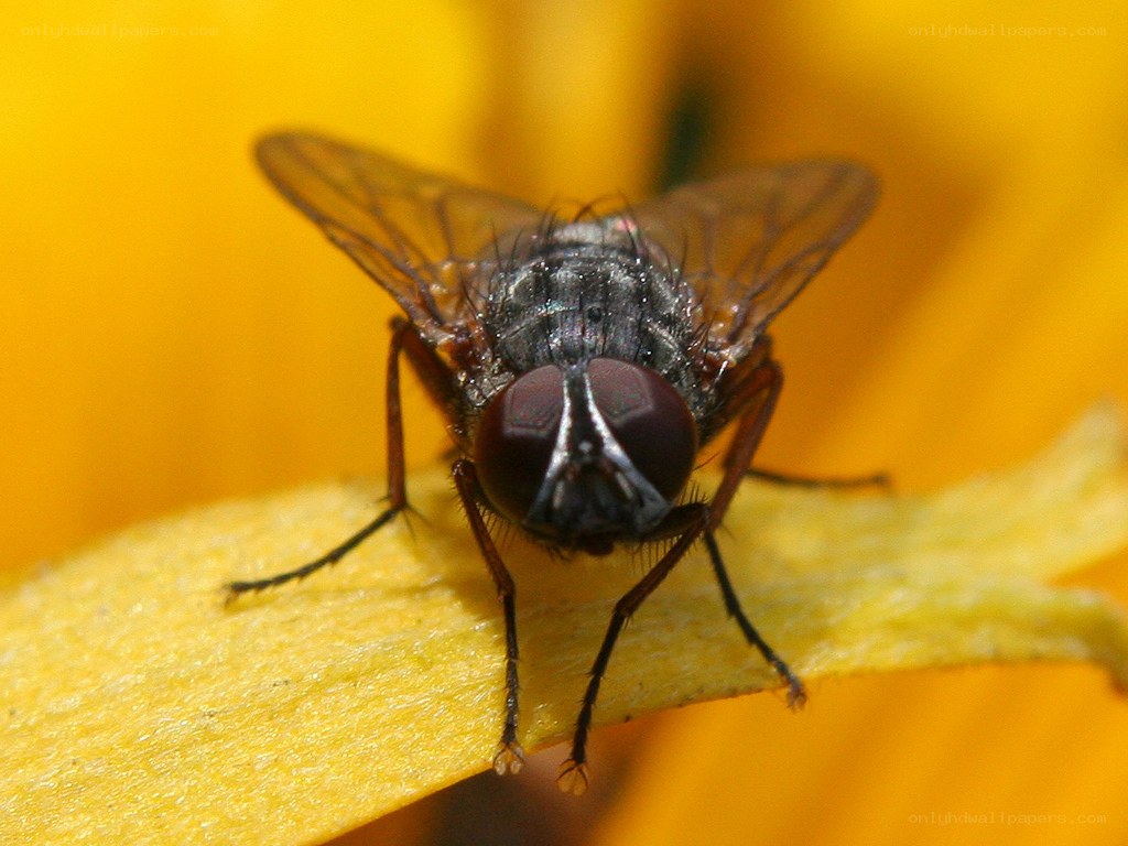 fly on a yellow flower