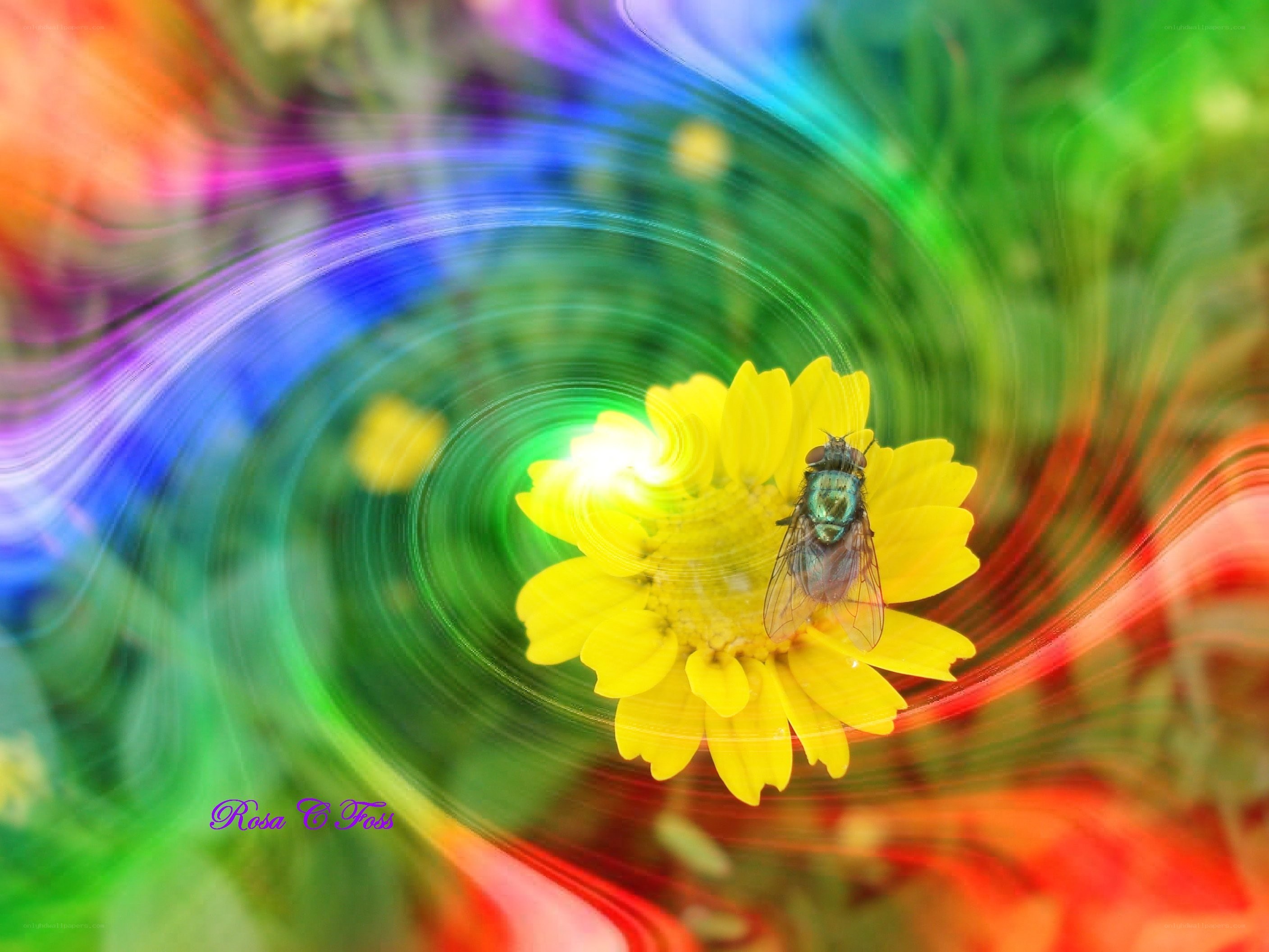 Fly on a yellow flower