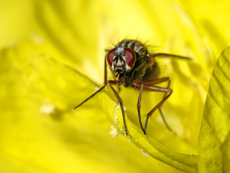 fly on a yellow flower