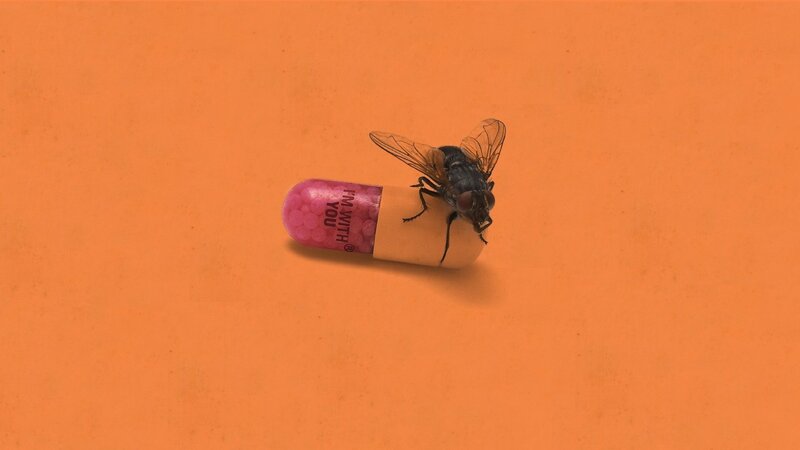 Fly on Capsule — Orange, Neutral