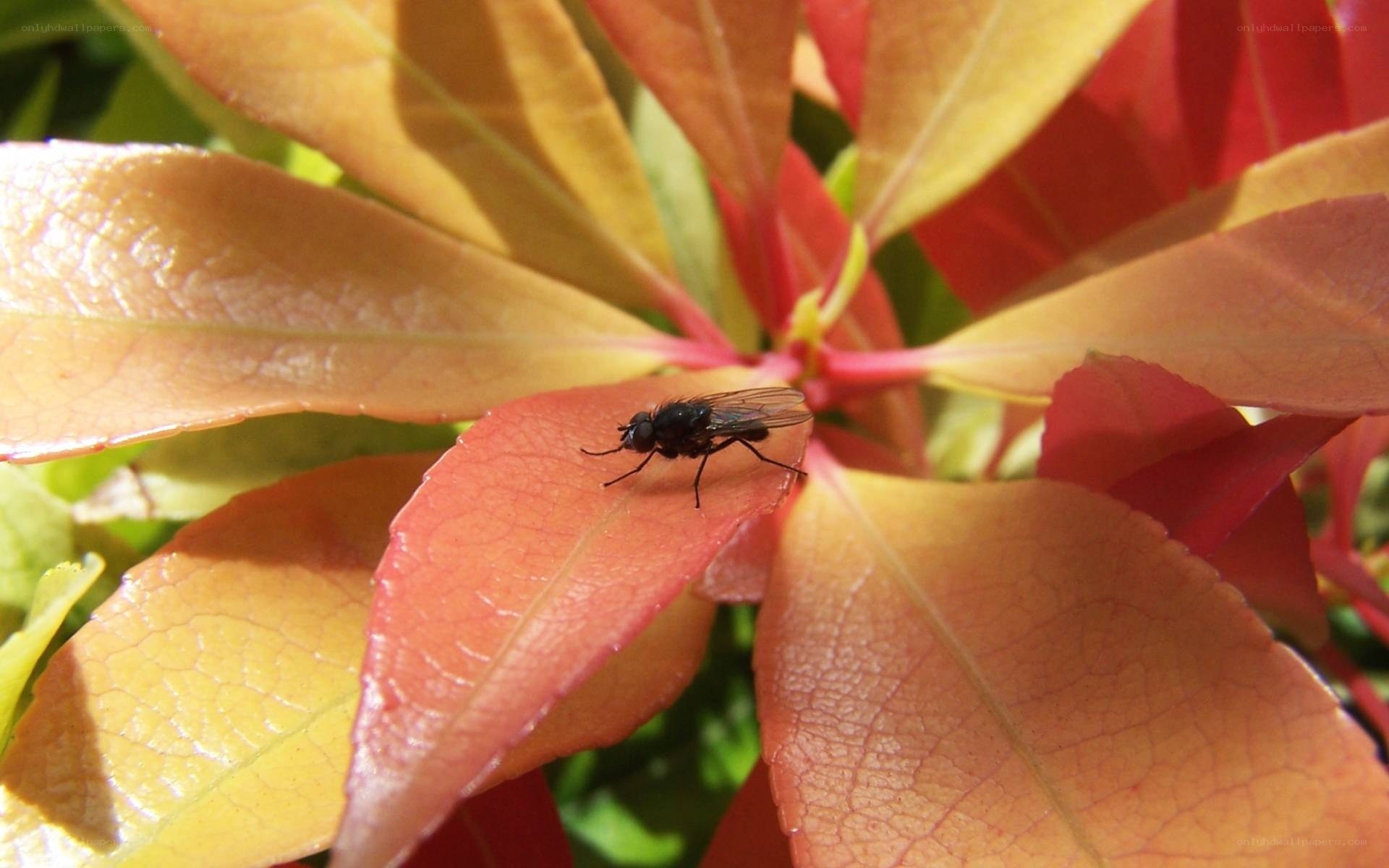 fly on colorful leaf
