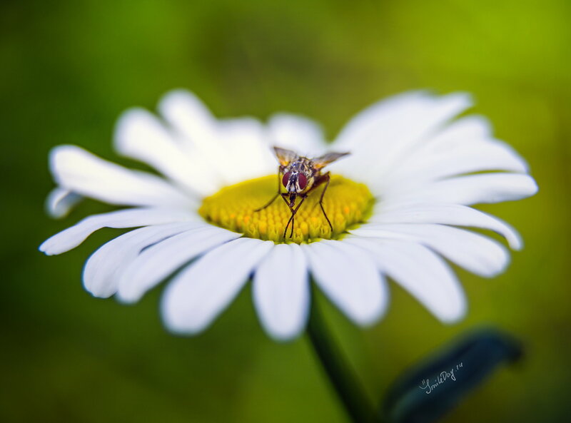 Fly on Daisy Flower