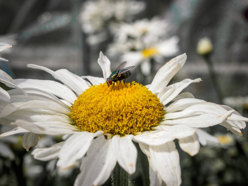 Fly on Daisy Flower — White, Calm, Afternoon