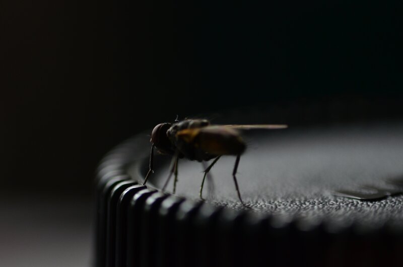 Fly on Dark Surface — Black