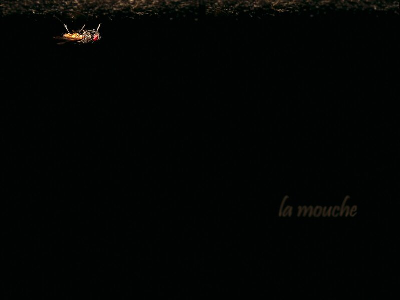 fly on dark surface