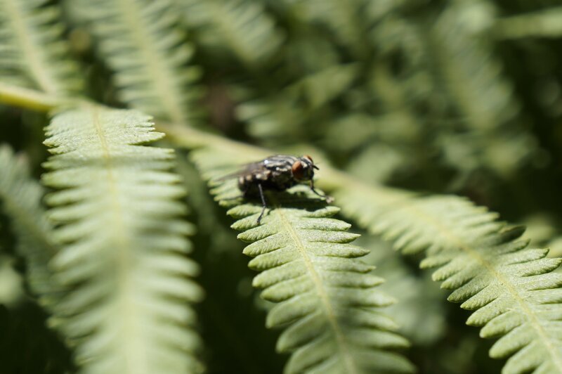 Fly on Fern Leaf