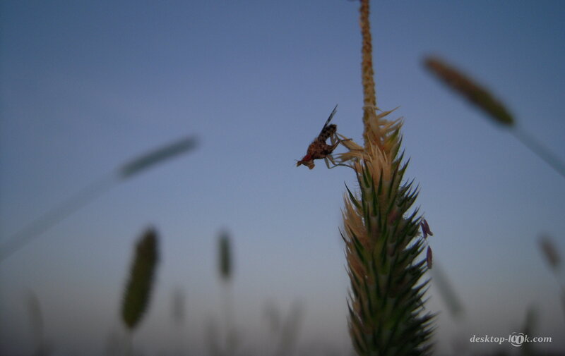 Fly on Grass Seed Head