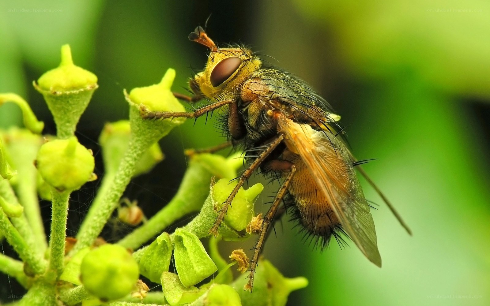 fly on green flower buds