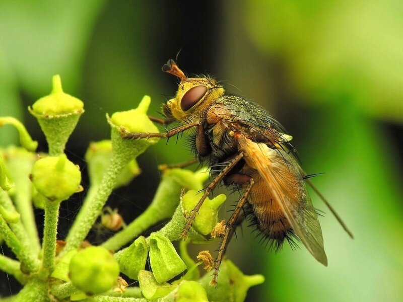 fly on green flower buds