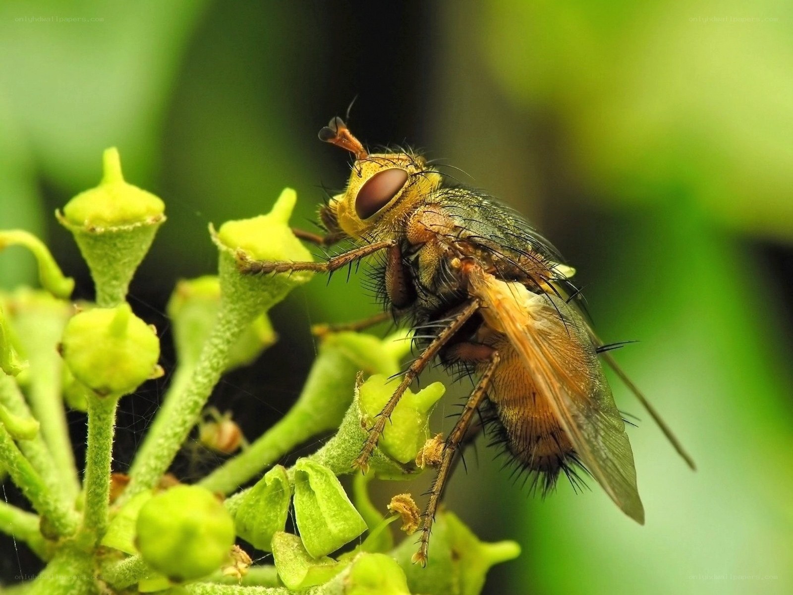 fly on green flower buds