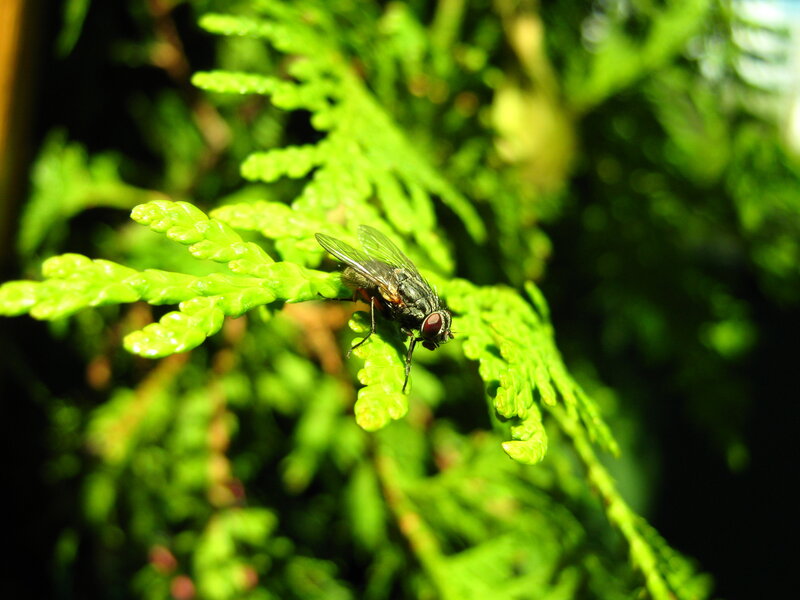 Fly on green foliage