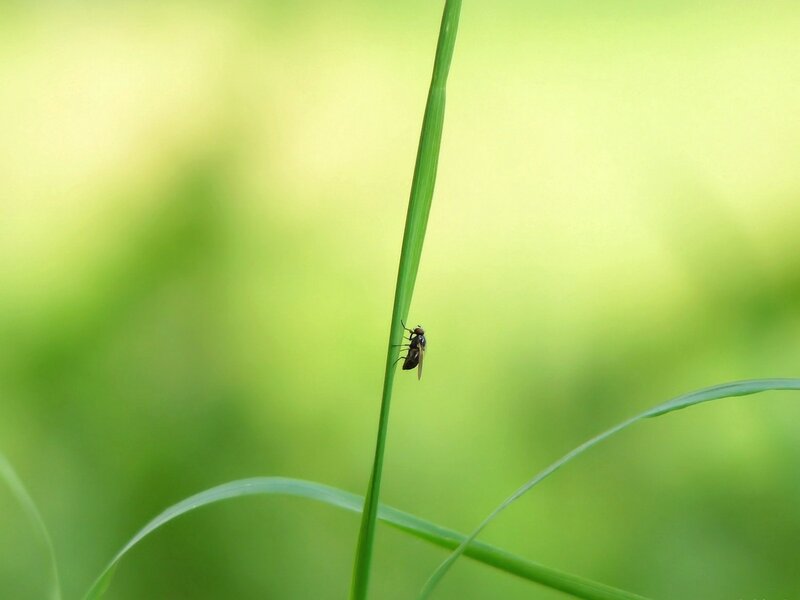 Fly on Green Grass