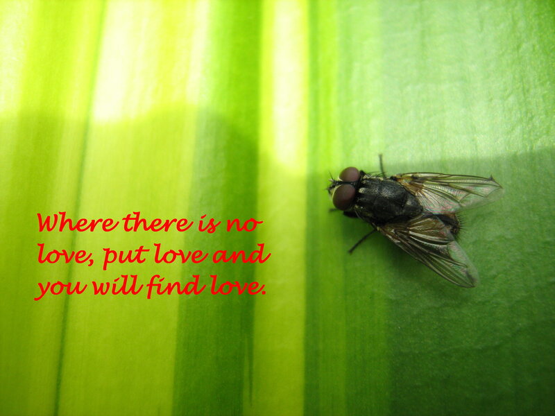 Fly on Green Leaf — Calm, Photograph