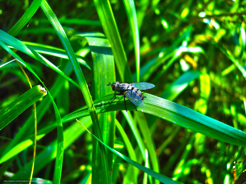 Fly on Green Leaf — Natural, Afternoon, Photograph, Grass