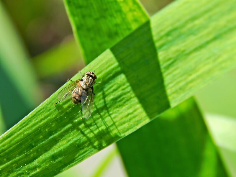 Fly on Green Leaf — Natural, Afternoon, Photograph, Insect, Sunlight