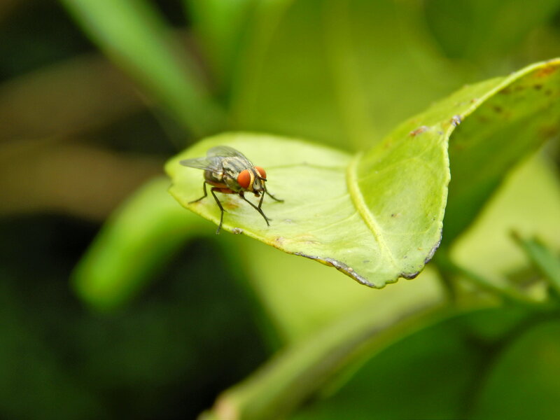 Fly on Green Leaf — Natural, Afternoon, Photograph