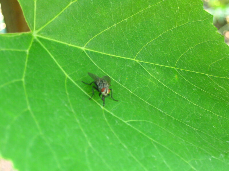 Fly on Green Leaf — Natural, Afternoon