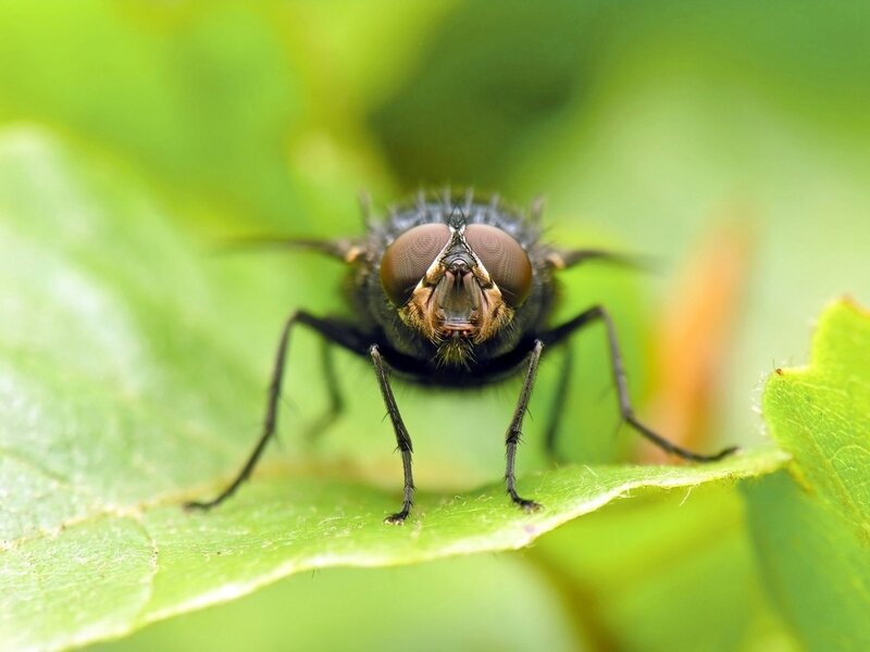 Fly on Green Leaf — Natural, Photograph, Insect