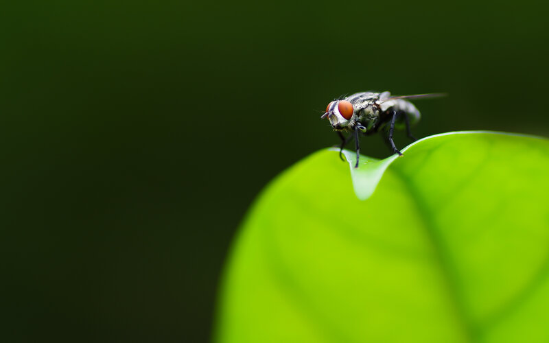 Fly on Green Leaf — Natural, Photograph