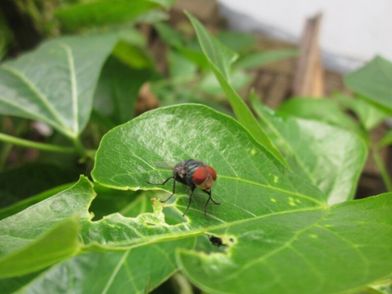 Fly on Green Leaf — Natural