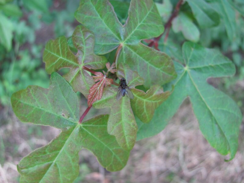 fly on green leaf