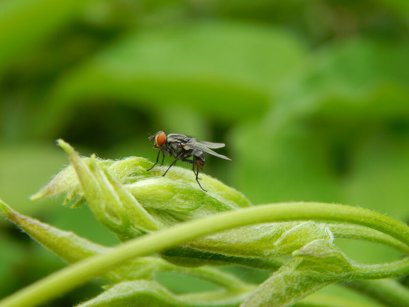 Fly on Green Plant