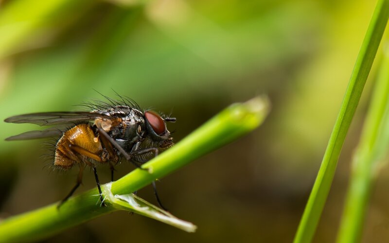 Fly on Green Stem — Natural, Afternoon