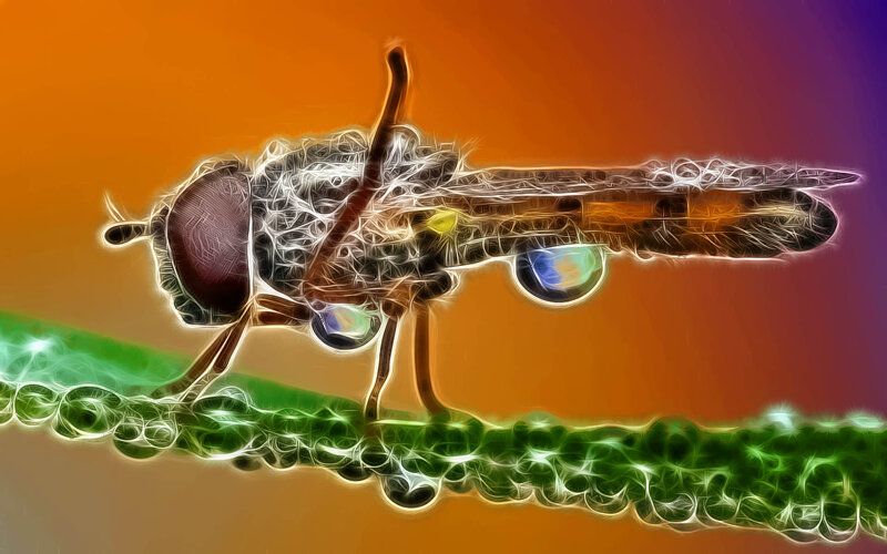 Fly on Green Stem
