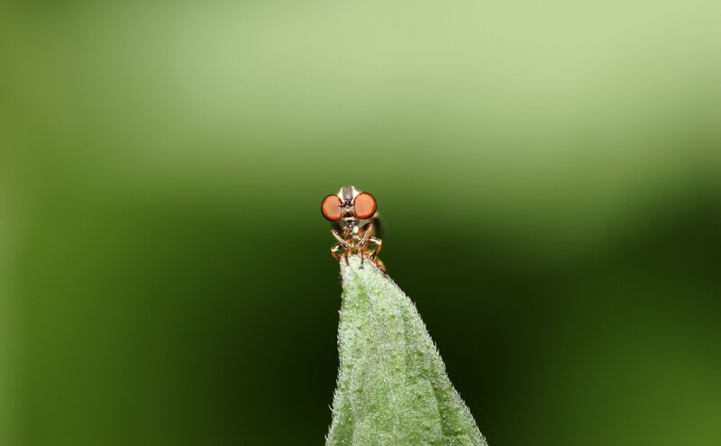 Fly on Leaf Tip