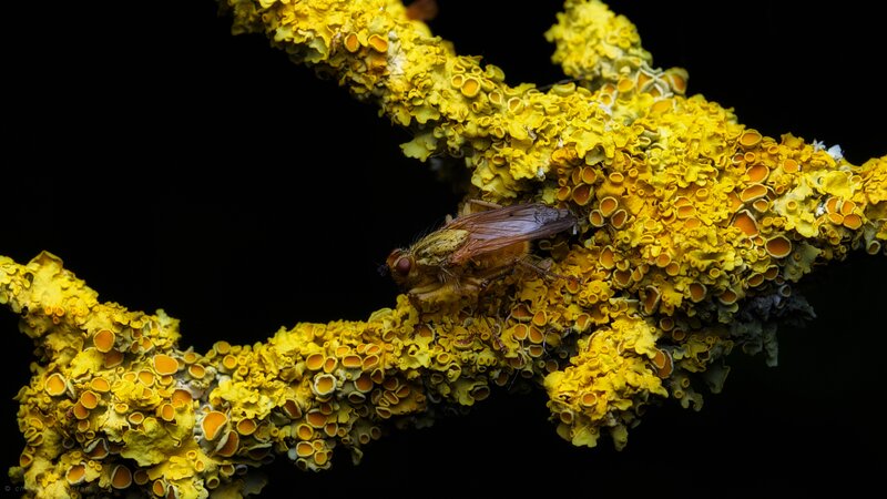 Fly on Lichen-covered Branch