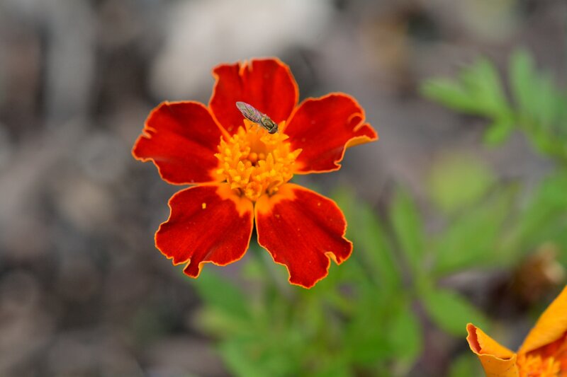 Fly on Marigold Flower