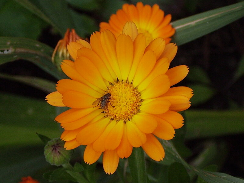Fly on Orange Flower — Natural