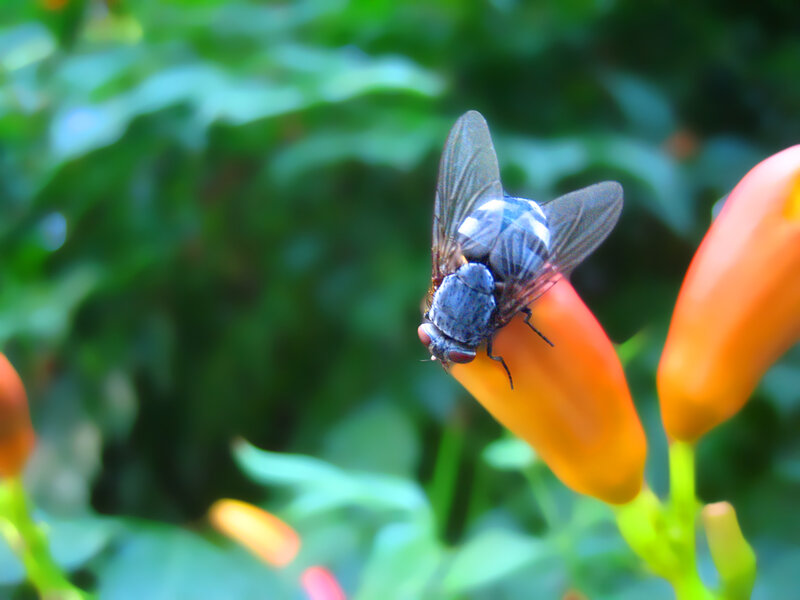 fly on orange flower