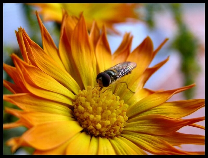 Fly on Orange Flower — Yellow