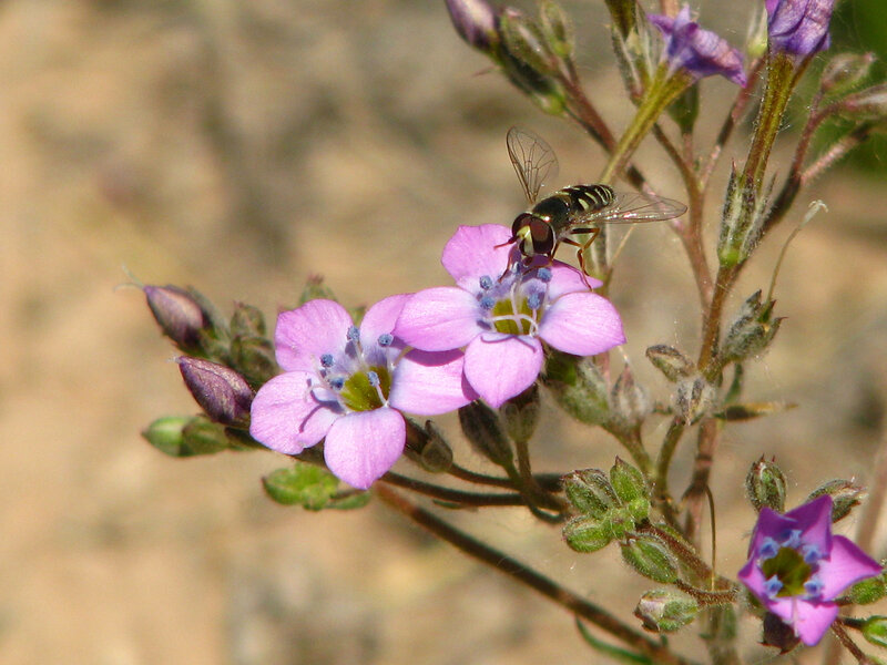 fly on pink flower