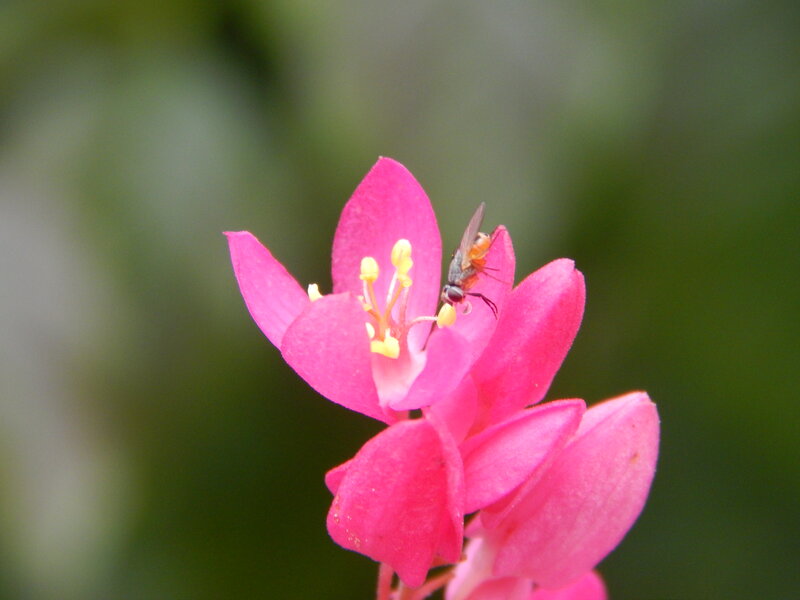 Fly on Pink Flower — Calm