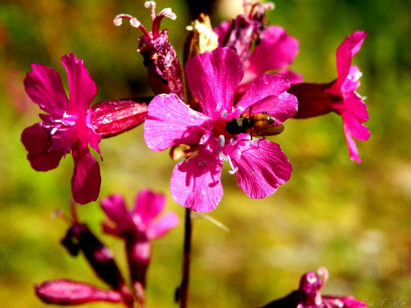 Fly on Pink Flower — Natural