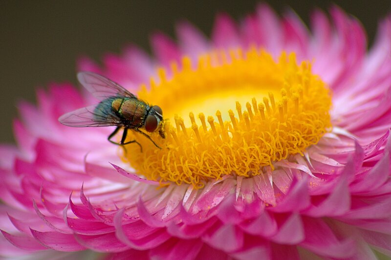 fly on pink flower