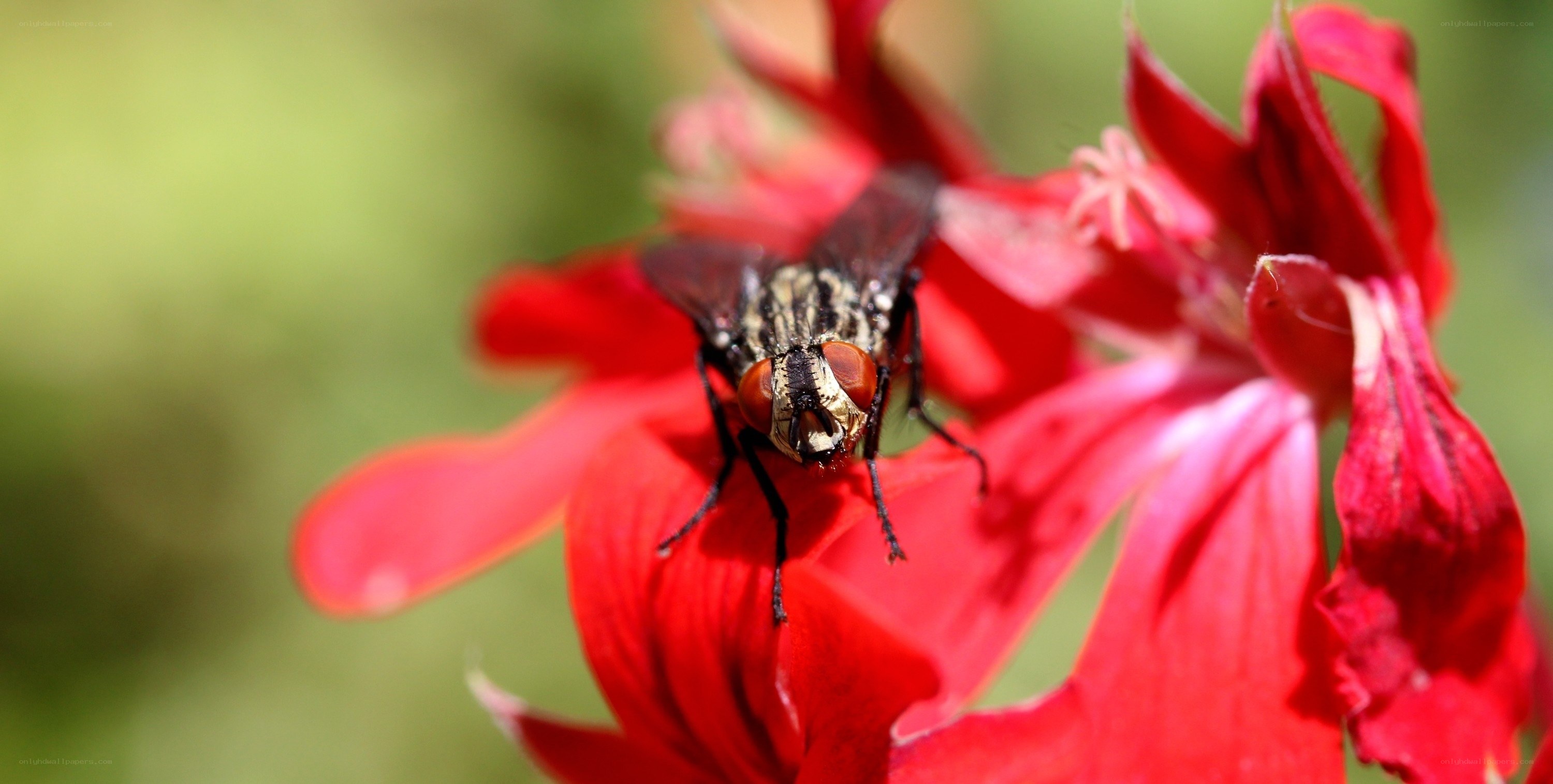 fly on red flower