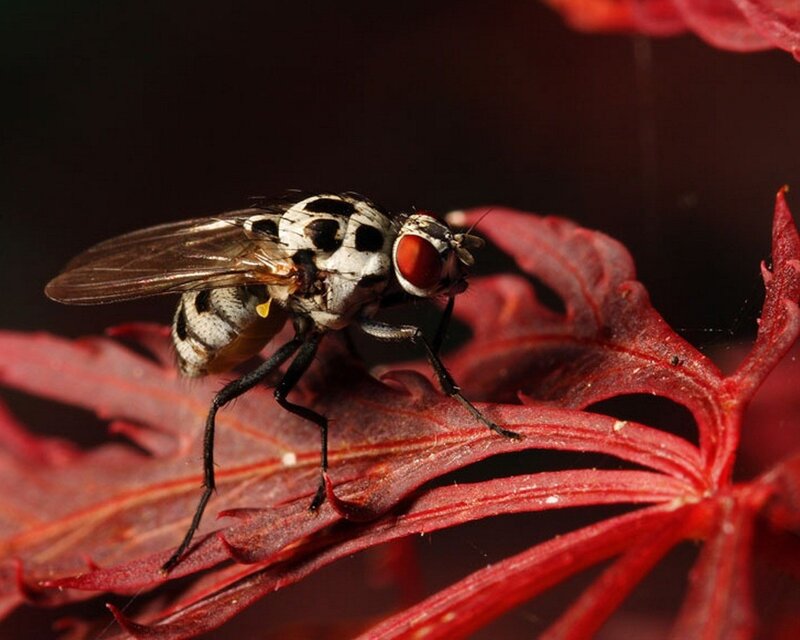 fly on red leaf