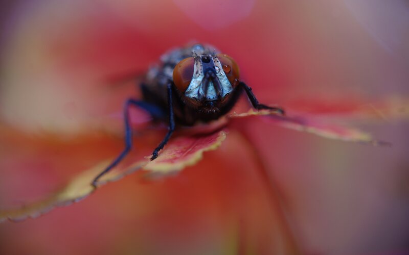 Fly on Red Petal