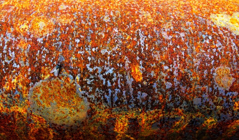 Fly on Rusty Surface