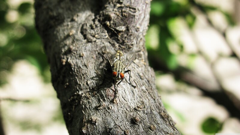 Fly on Tree Bark — Brown