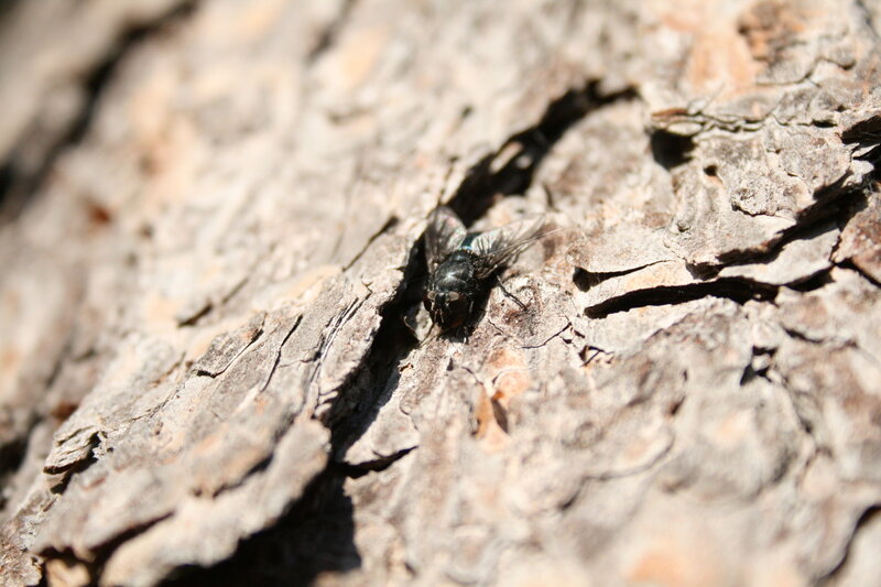 fly on tree bark