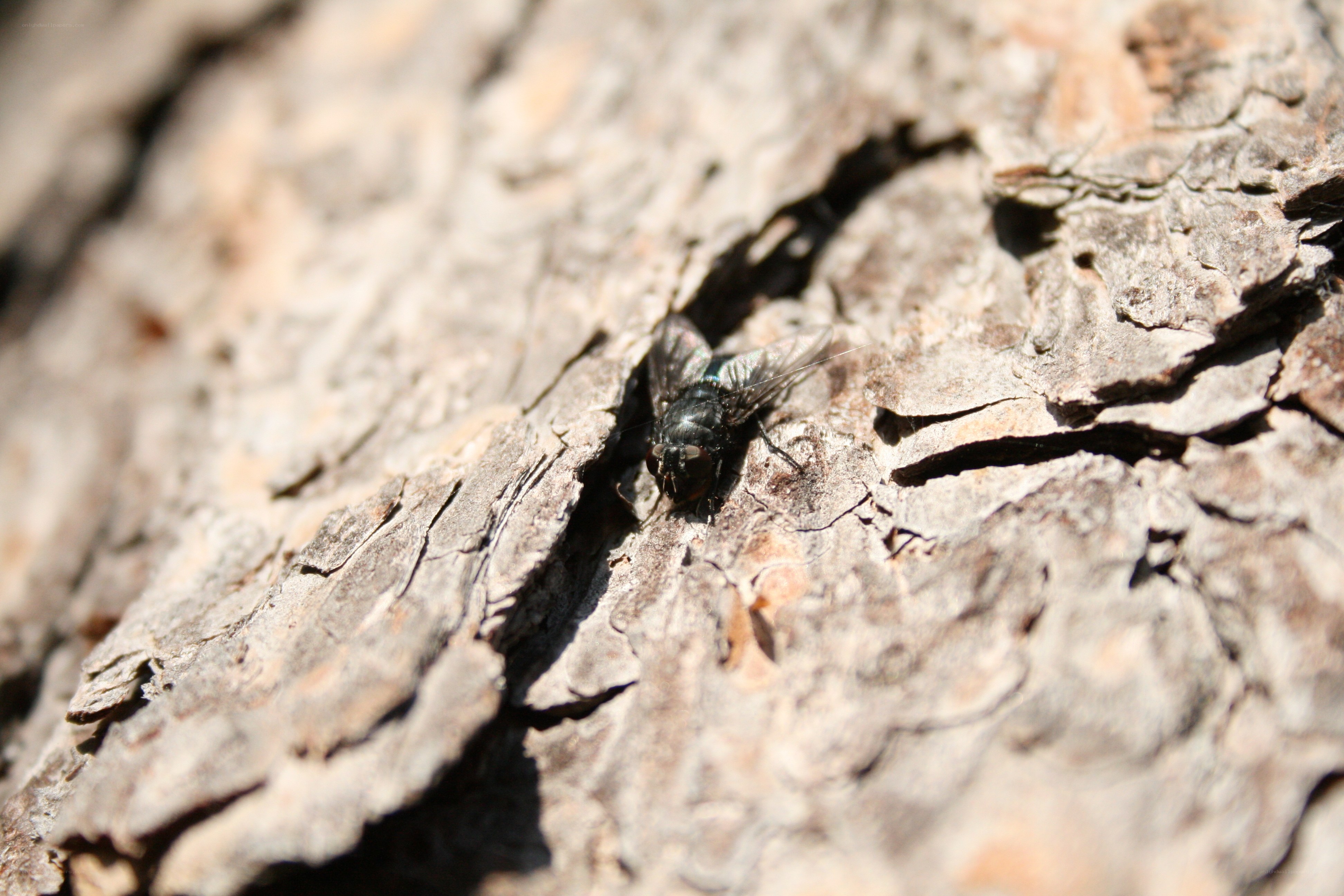 fly on tree bark