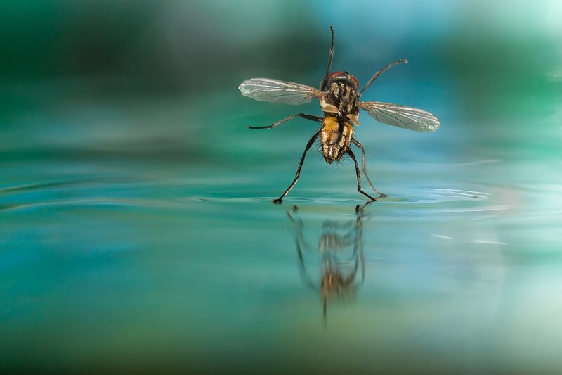Fly on Water Surface