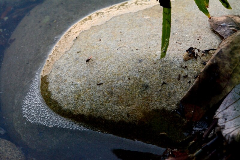 Fly on Wet Rock