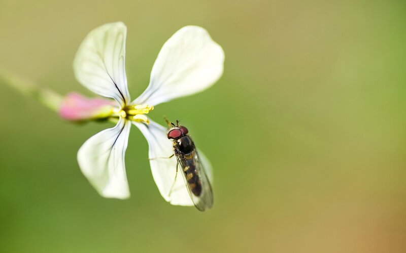 Fly on White Flower — Calm