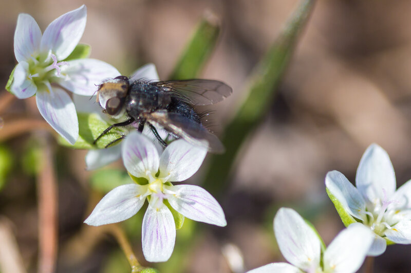 Fly on White Flower — Natural